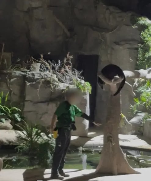 【ナイトサファリ 】優先乗車付マルチランゲージ（日本語ガイダンス）トラム確約＋アニマルショー（JTB座席指定）鑑賞＜往復送迎付／夕食付＞＜往復送迎付／夕食なし＞