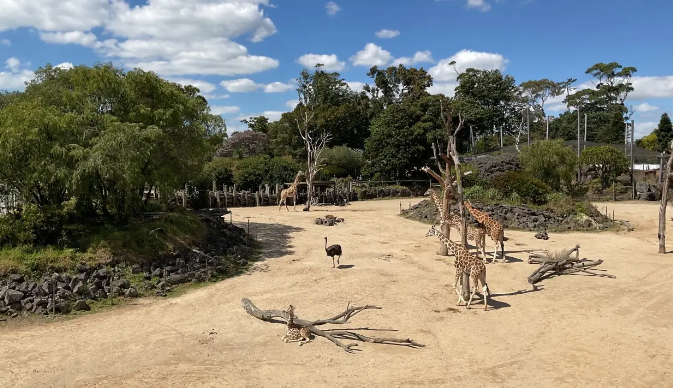 17ヘクタールというニュージーランド最大級の動物園には約130種類以上もの動物や生物がご覧いただけます。その中には、キリンやゾウ、サイ、チーターなどの人気の動物だけでなく、ニュージーランド特有の飛べない鳥キーウィや恐竜の生き残りといわれるトゥアタラ（ムカシトカゲ）などもいます！園内にはカフェや、ピクニックスペースもあるので、お子様連れでも丸一日お楽しみ頂けます。