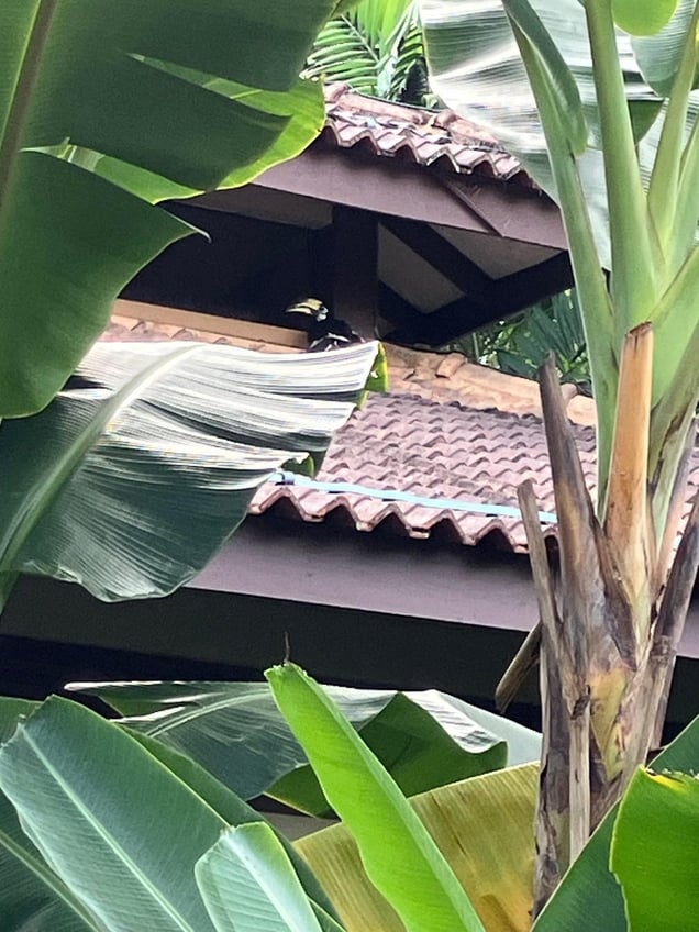 シロクロコサイチョウ