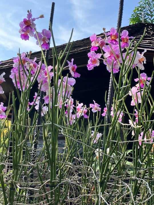 シンガポールの国花：Vanda Miss Joaquim