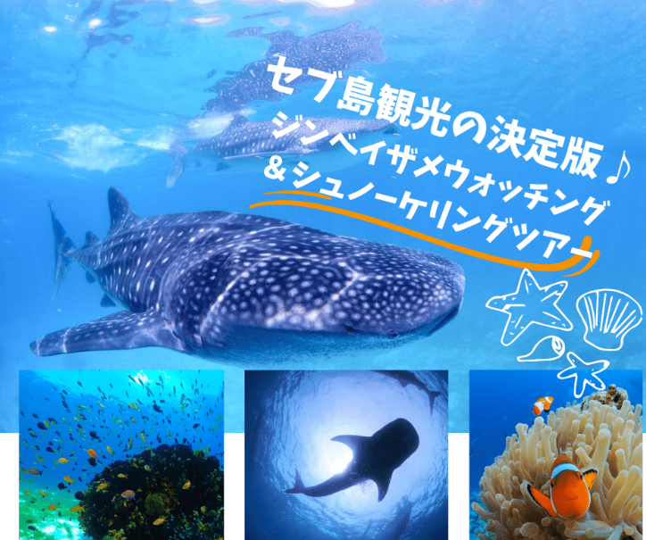 ジンベイザメウォッチング＆シュノーケリングとスミロン島スノーケリング（昼食付き）