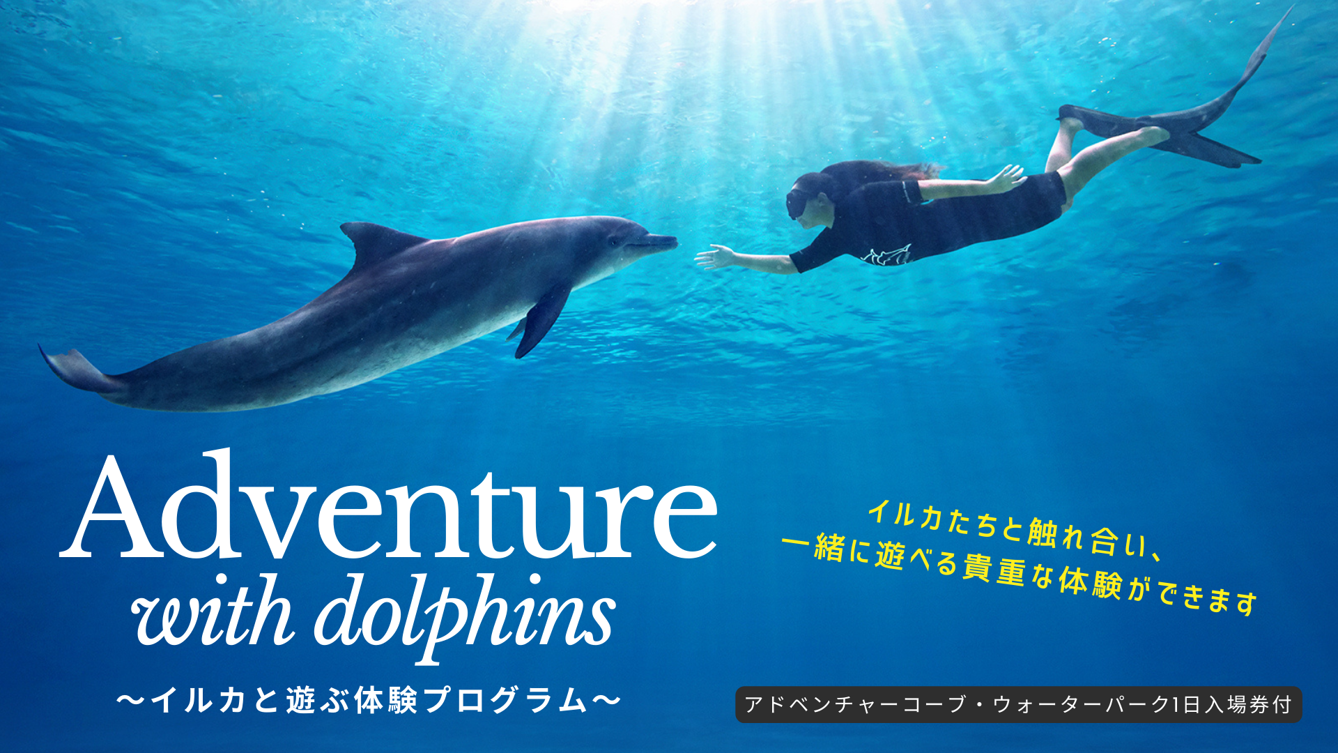 ドルフィン