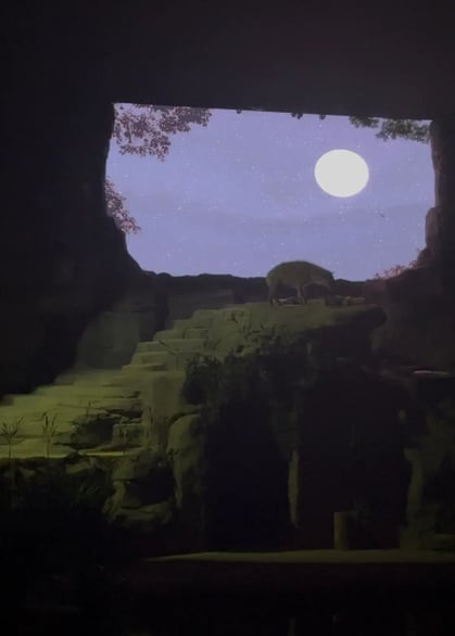 【ナイトサファリ 】優先乗車付マルチランゲージ（日本語ガイダンス）トラム確約＋アニマルショー（JTB座席指定）鑑賞＜往復送迎付／夕食付＞＜往復送迎付／夕食なし＞