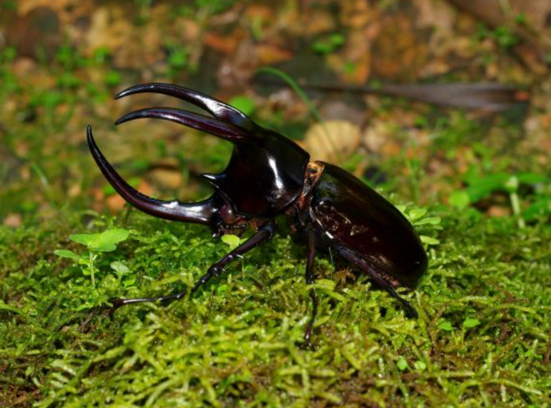 自然豊かなボルネオで、珍しい昆虫採集にチャレンジ！！ 珍しいカブトムシやクワガタが見つかるかも！ 様々な種類の蝶が見られる蝶園や、ラン園、標本などが展示されている展示室も見学します。 虫好きな方やお子様に人気でオススメのツアーとなっております。