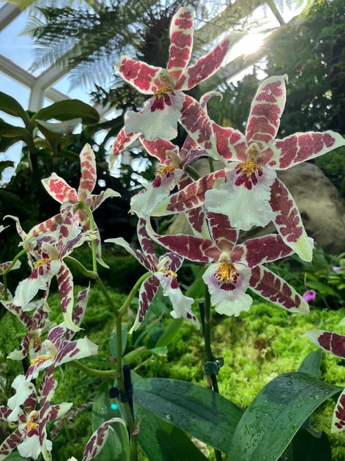 変わった模様の蘭