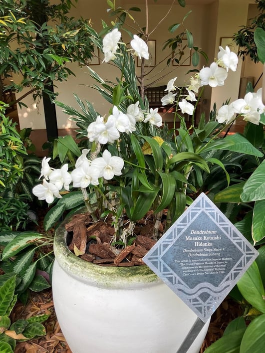 皇后雅子さまの名前が付けられた蘭