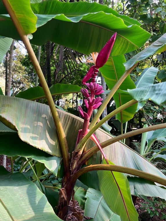 シンガポール市内観光ツアー