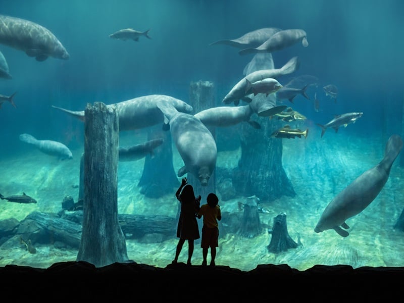 Amazon Flooded Forest - Manatee