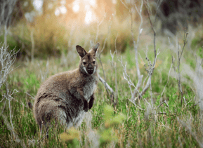 ケアンズ近郊の魅力をギュッと詰め込んだお手軽半日観光ツアー