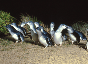 フィリップ島ペンギンパレード