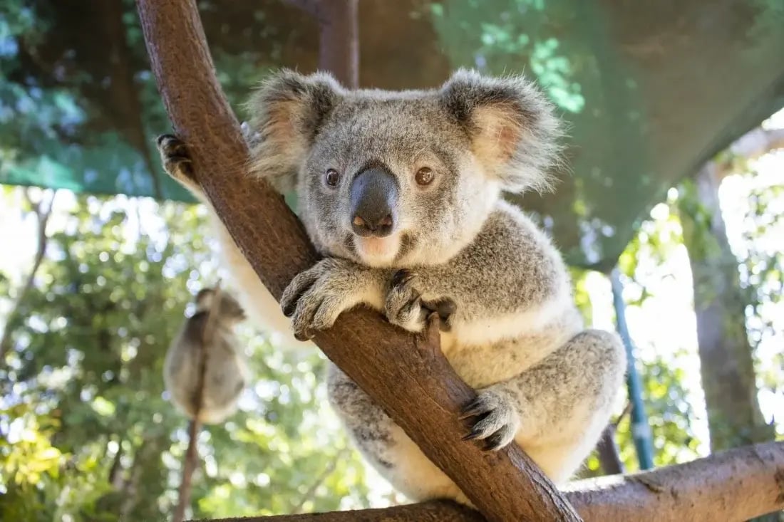 Koala