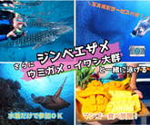 人気ジンベエザメ&amp;ウミガメ&amp;イワシの大群(フルーツ食べ放題付き)