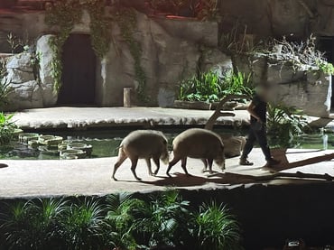 SGP2_アニマルショー横画像_WebP