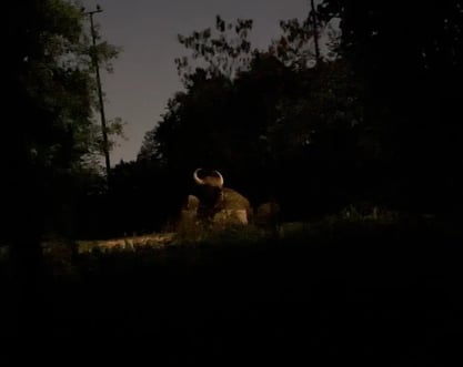 【ナイトサファリ 】優先乗車付マルチランゲージ（日本語ガイダンス）トラム確約＋アニマルショー（JTB座席指定）鑑賞＜往復送迎付／夕食付＞＜往復送迎付／夕食なし＞