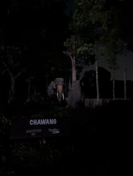 【ナイトサファリ 】優先乗車付マルチランゲージ（日本語ガイダンス）トラム確約＋アニマルショー（JTB座席指定）鑑賞＜往復送迎付／夕食付＞＜往復送迎付／夕食なし＞