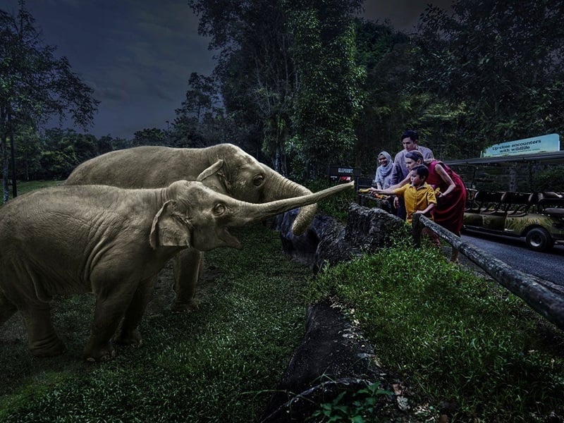 Safari Adventure Tour - Elephant Token Feeding