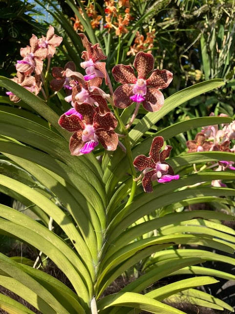 シンガポール市内観光ツアー