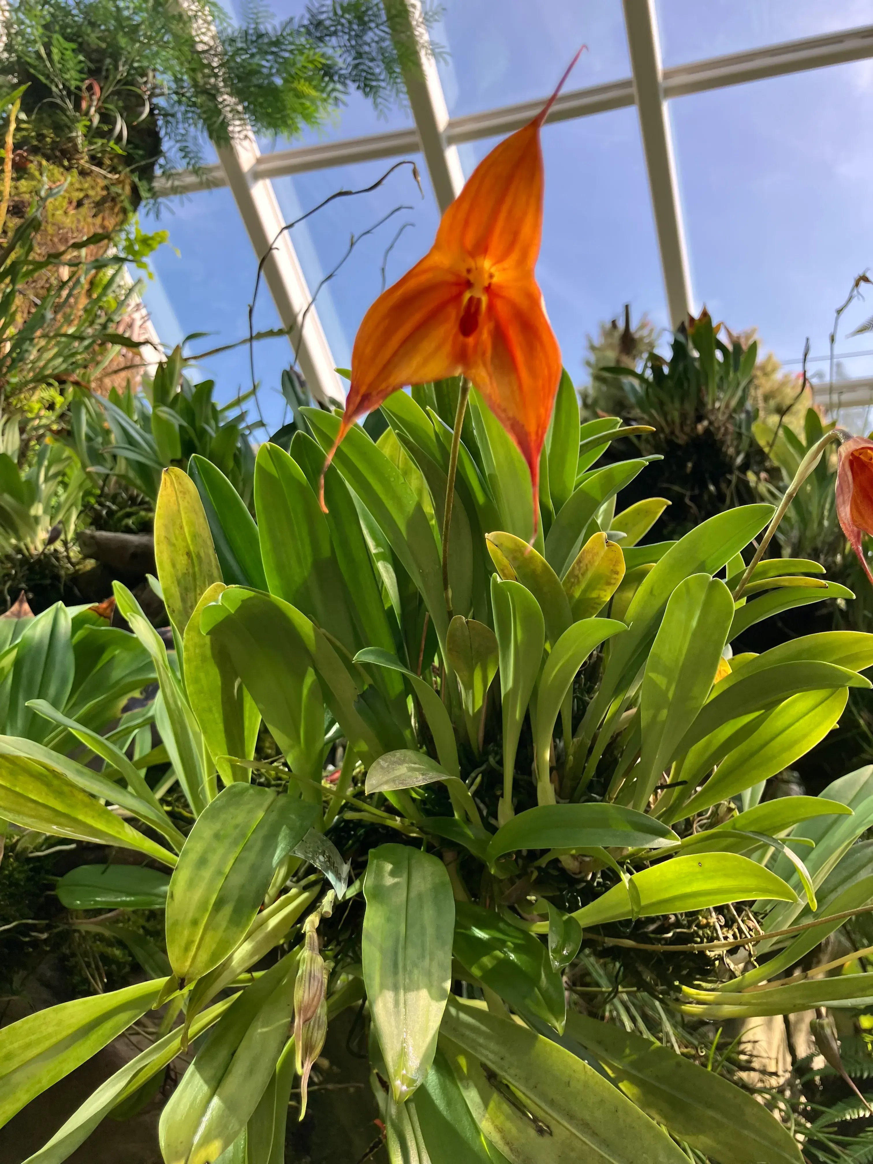 マントヒヒに見える蘭