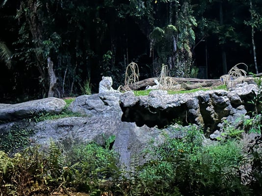 ナイトサファリツアー ホワイトタイガー