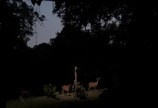 【ナイトサファリ 】優先乗車付マルチランゲージ（日本語ガイダンス）トラム確約＋アニマルショー（JTB座席指定）鑑賞＜往復送迎付／夕食付＞＜往復送迎付／夕食なし＞