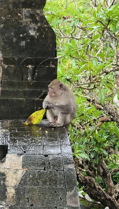 サル