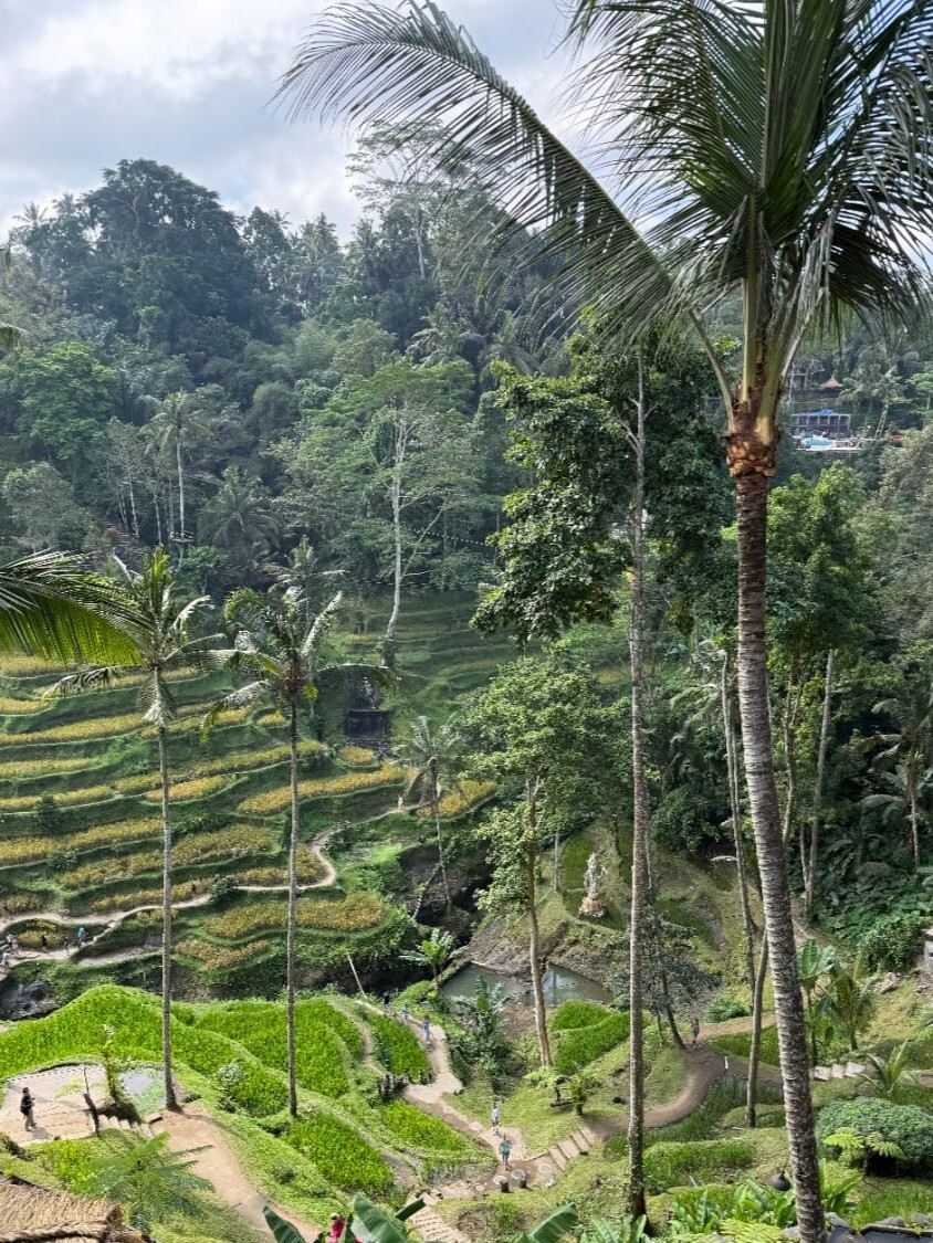 IDN-04-25-1119-007 ライステラス