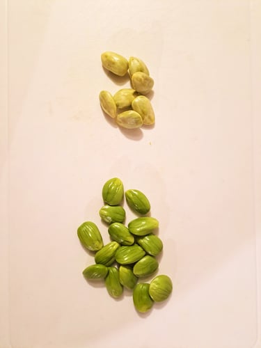 茹でて皮を剝いだ後のプテ