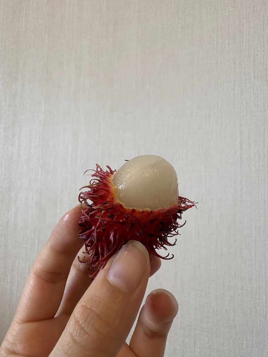 ランブータン手持ち