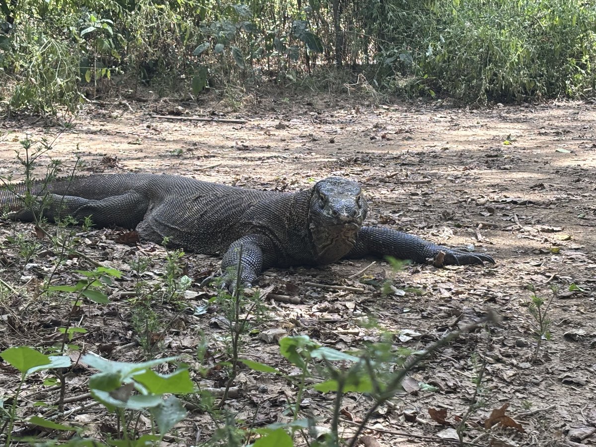 IDN-06-26-0106-001コモド