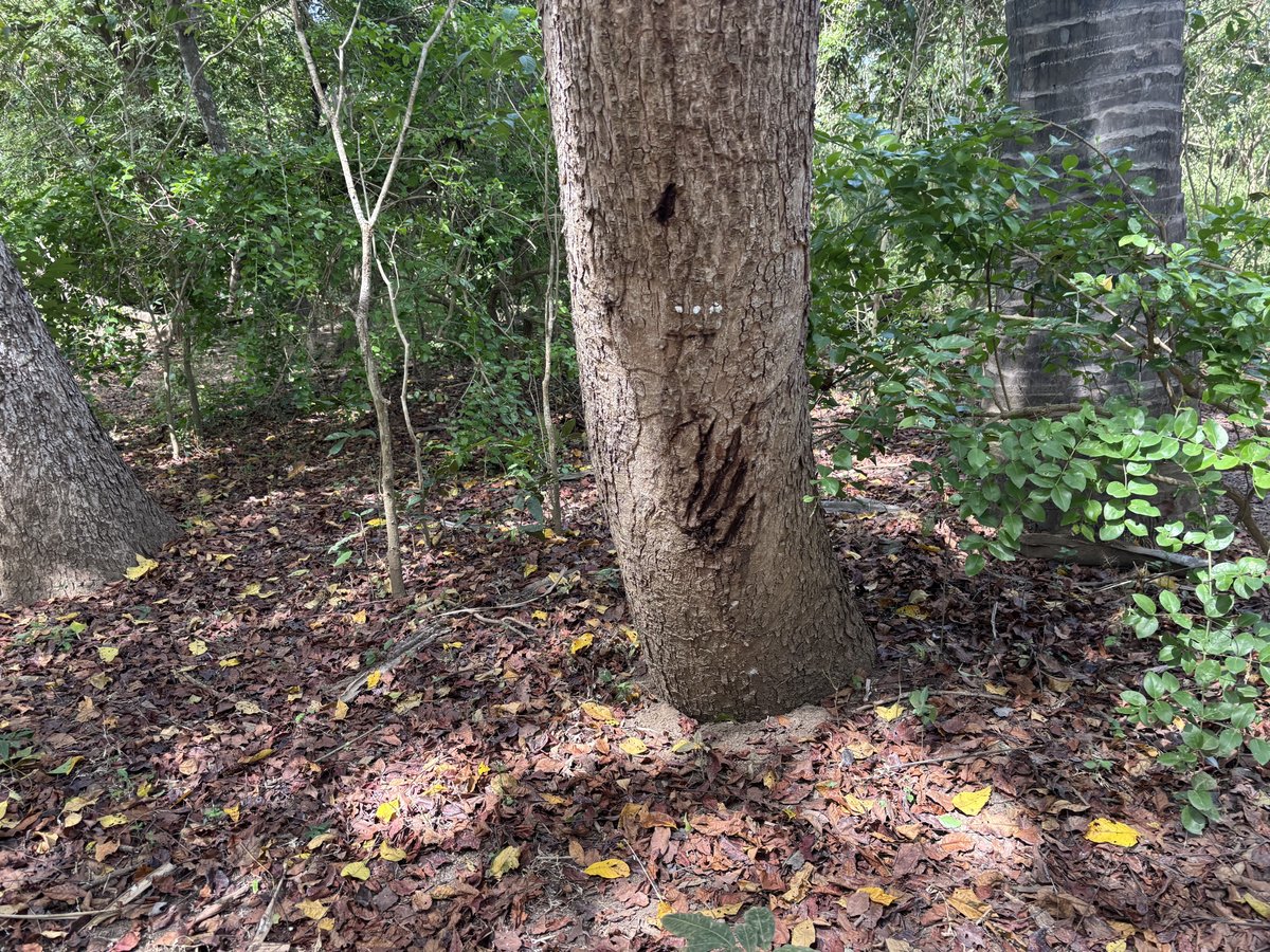 IDN-06-26-0106-002爪痕