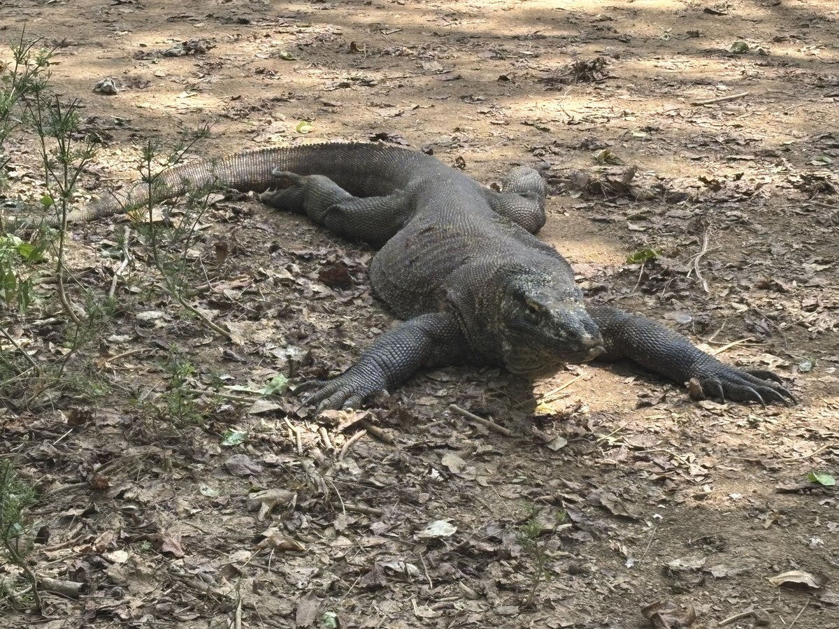 IDN-06-26-0106-005ドラゴン