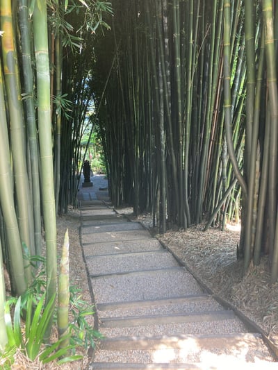 竹林の道