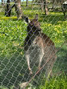 カンガルー