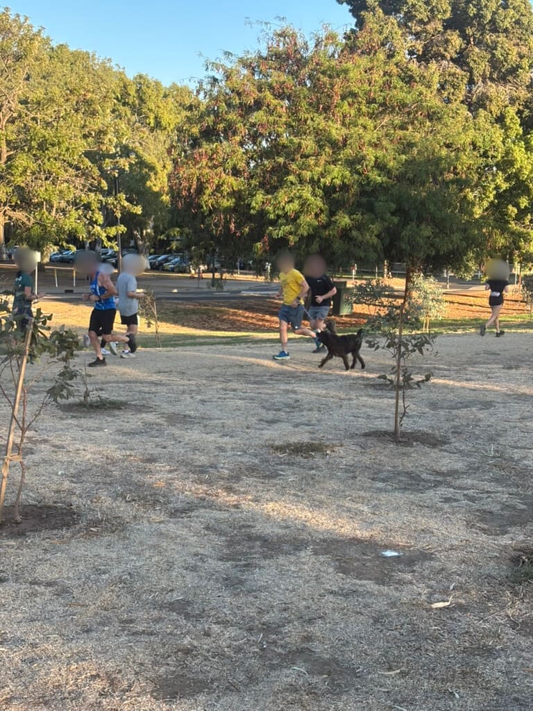 犬を連れて走るランナー