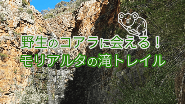 野生のコアラに会える！モリアルタの滝トレイル