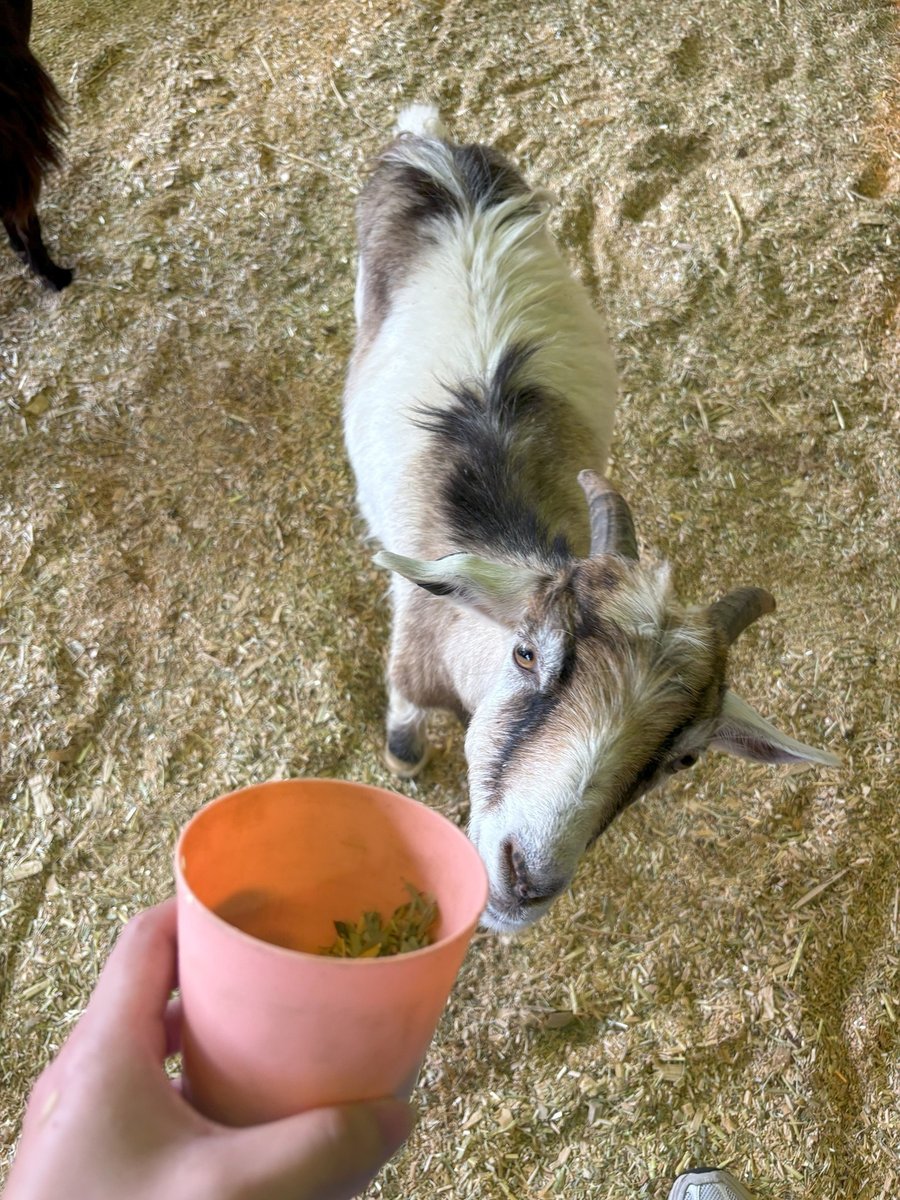 AUS-06-25-1113-03 やぎに餌