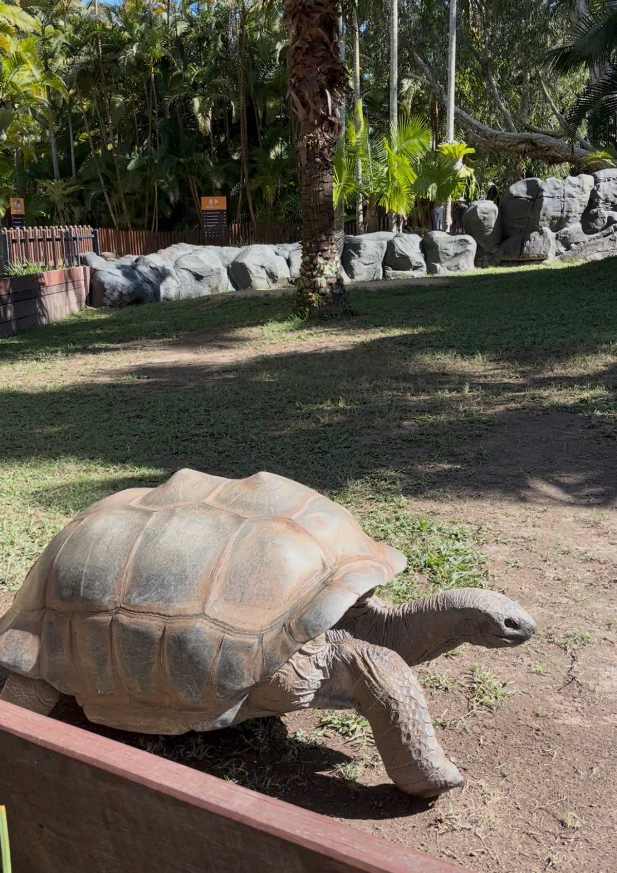 AUS-06-26-0112_カメ