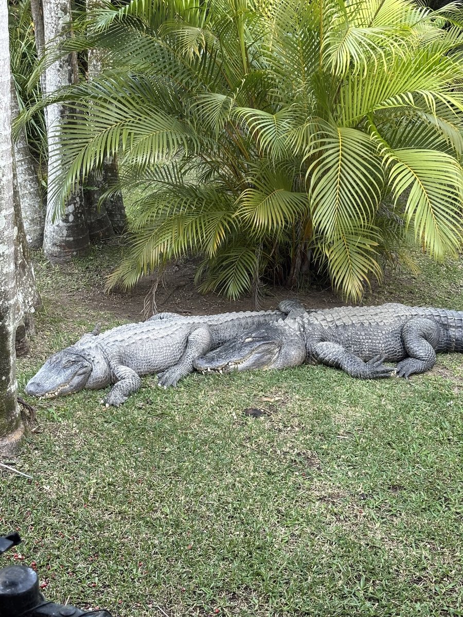 AUS-06-26-0112_クロコダイル