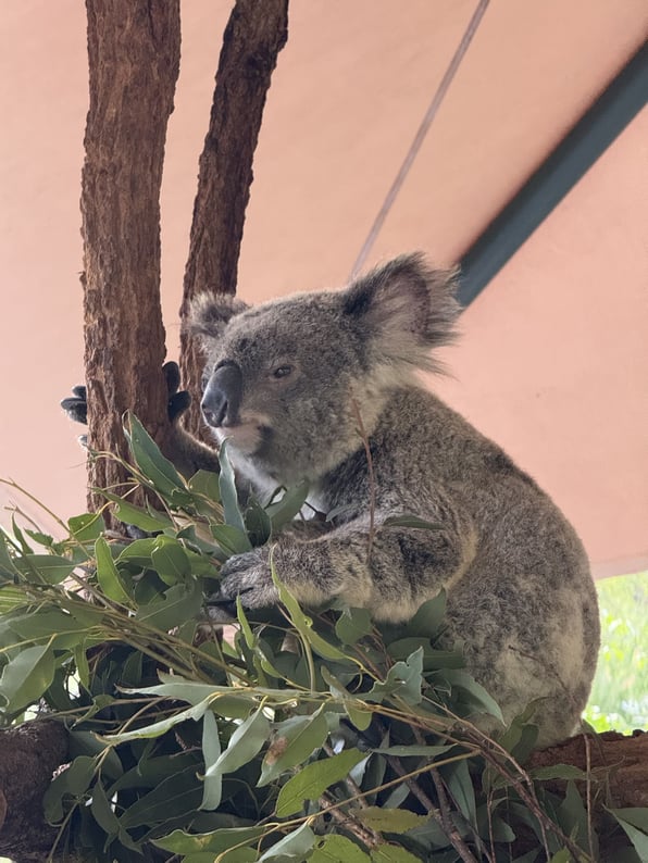 ワイルド体験！オーストラリア動物園のご紹介