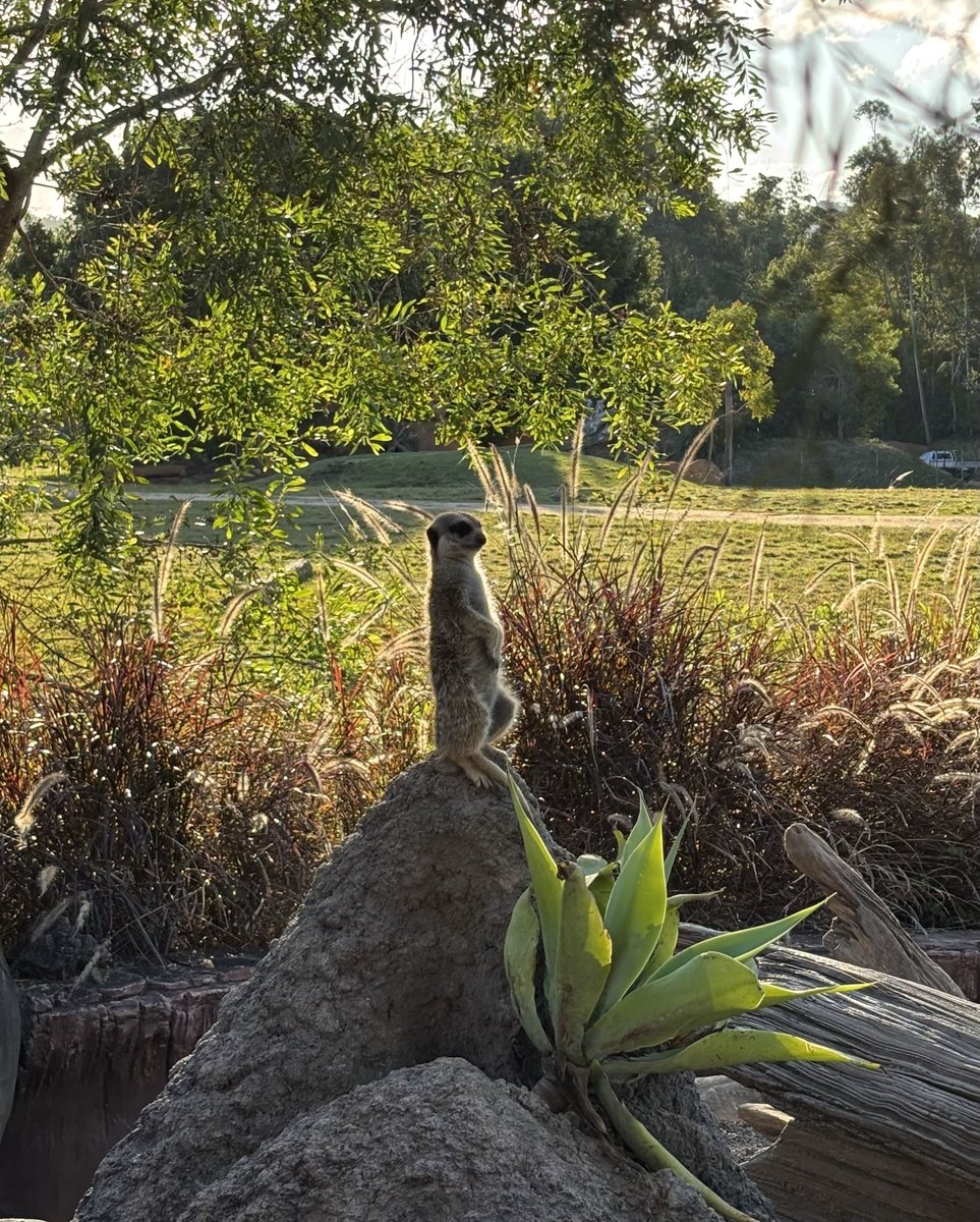 AUS-06-26-0112_ミーアキャット