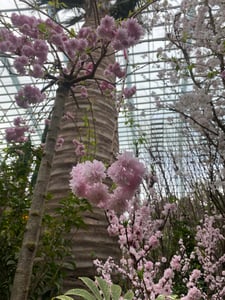 桜アップ