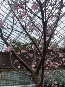 河津桜