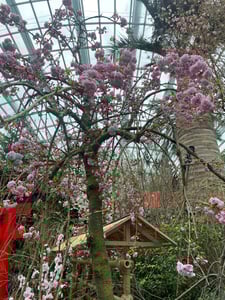 しだれ桜