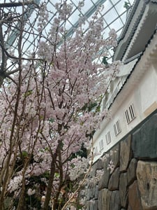 淡い桜色