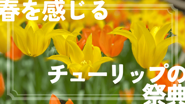 春を感じるチューリップの祭典