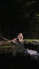 ライオン