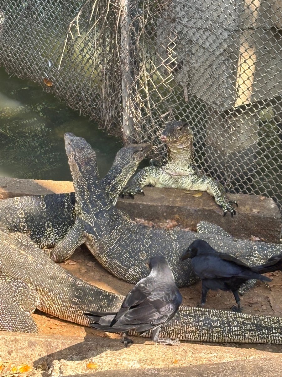THA-00-26-0118 Lumpini Parkのミズオオトカゲ