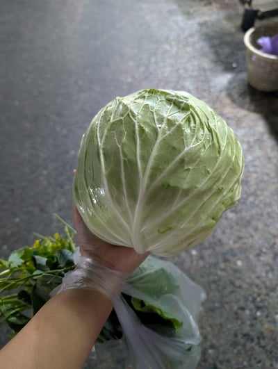 購入したキャベツ