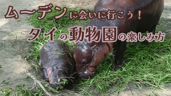 ムーデンに会いに行こう！タイの動物園の楽しみ方