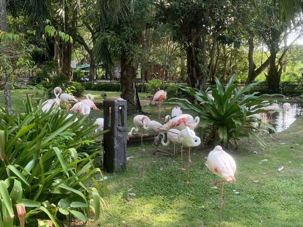 カオキアオ動物園にいるフラミンゴ